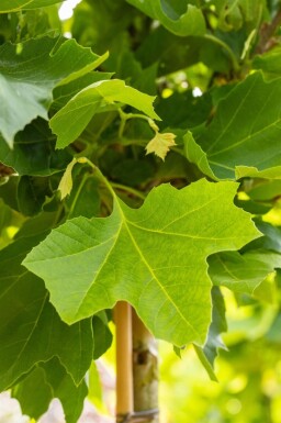 Platanus x hispanica 'Alphen's Globe' haute-tige 12/14 225cm tronc