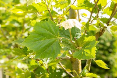 Platanus x hispanica 'Alphen's Globe' haute-tige 12/14 225cm tronc