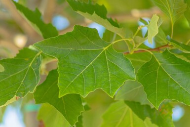Platanus x hispanica 'Alphen's Globe' boule sur tige 16/18 225cm tronc