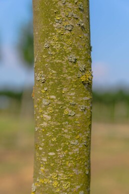 Platanus x hispanica 'Alphen's Globe' demi-tige