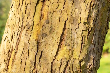 Platanus x hispanica 'Alphen's Globe' demi-tige