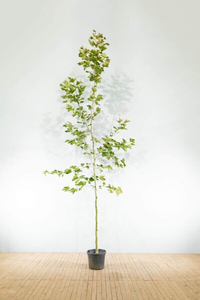 Platanus x hispanica haute-tige 18/20