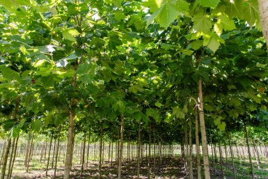 Platanus x hispanica haute-tige 18/20