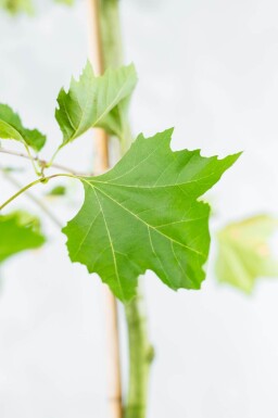 Platanus x hispanica haute-tige 18/20