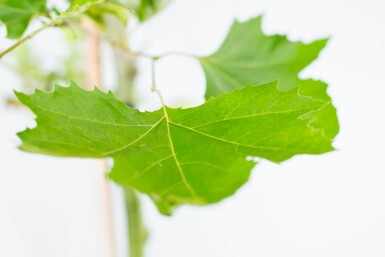 Platanus x hispanica haute-tige 18/20