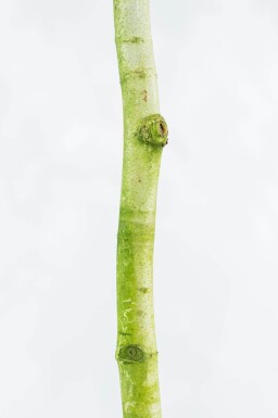Platanus x hispanica haute-tige 18/20