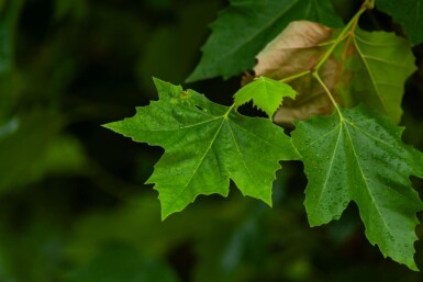 Platanus x hispanica haute-tige 18/20