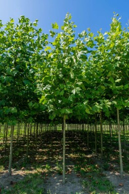 Platanus x hispanica haute-tige 18/20