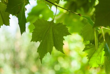 Platanus x hispanica haute-tige 18/20