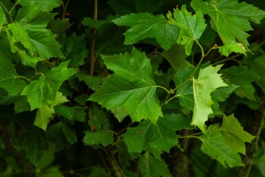 Platanus x hispanica haute-tige 18/20