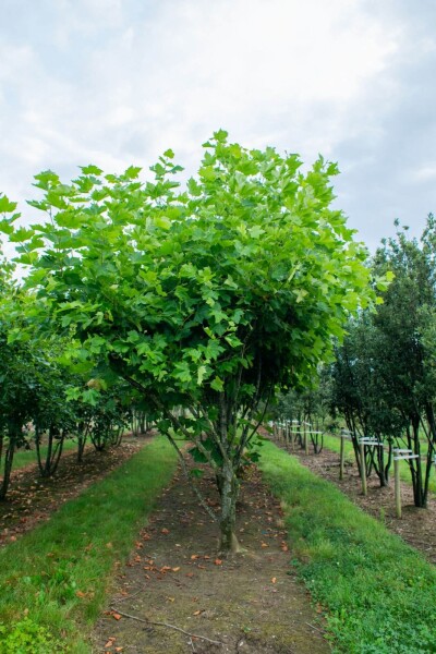 Platanus x hispanica cépée 250-300