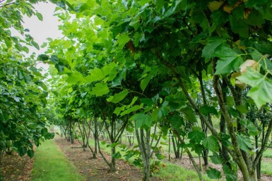 Platanus x hispanica cépée 250-300
