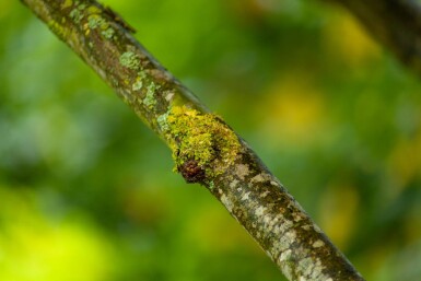 Platanus x hispanica cépée 250-300