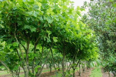Platanus x hispanica cépée 250-300