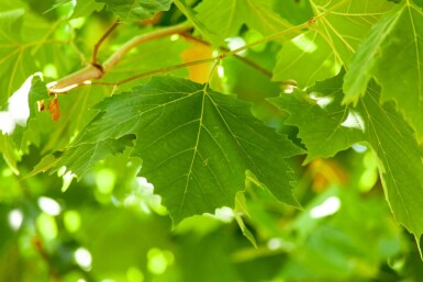 Platanus x hispanica cépée 250-300