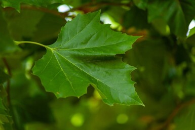 Platanus x hispanica cépée 250-300