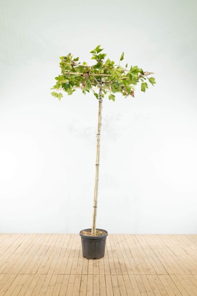 Platanus x hispanica en plateau 18/20 240cm tronc 120x120