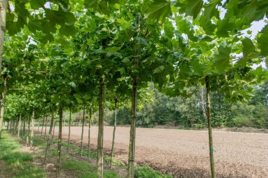 Platanus x hispanica en plateau 18/20 240cm tronc 120x120