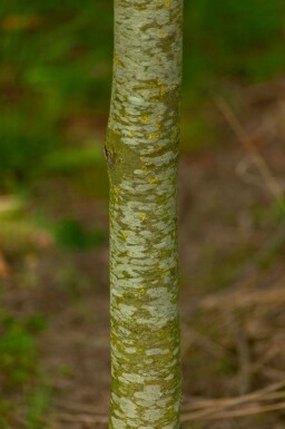 Platanus x hispanica en plateau 18/20 240cm tronc 120x120