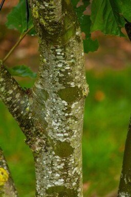 Platanus x hispanica en plateau 18/20 240cm tronc 120x120