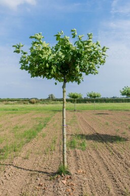 Platanus x hispanica en plateau 18/20 240cm tronc 120x120