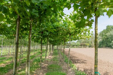 Platanus x hispanica en plateau 18/20 240cm tronc 120x120