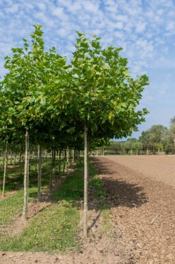 Platanus x hispanica en plateau 18/20 240cm tronc 120x120