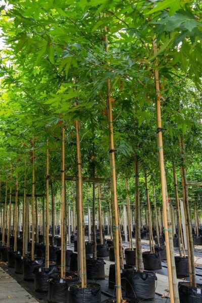 Platanus x hispanica 'Malburg' haute-tige 20/25