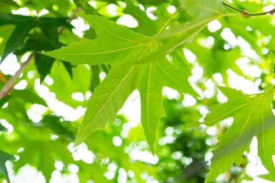 Platanus x hispanica 'Malburg' haute-tige