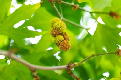 Platanus x hispanica 'Malburg' haute-tige 20/25