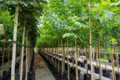 Platanus x hispanica 'Malburg' haute-tige 20/25