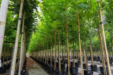Platanus x hispanica 'Malburg' haute-tige 20/25