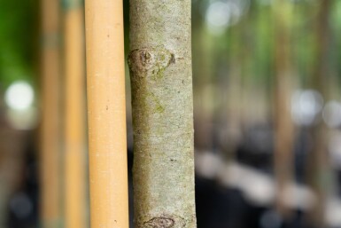 Platanus x hispanica 'Malburg' haute-tige 20/25