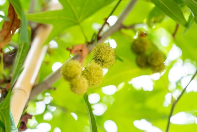 Platanus x hispanica 'Malburg' haute-tige 20/25
