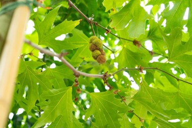 Platanus x hispanica 'Malburg' haute-tige 20/25