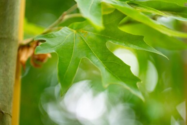 Platanus x hispanica 'Malburg' haute-tige 20/25