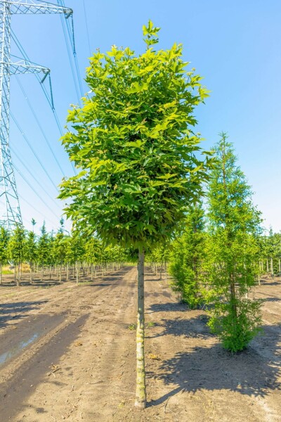 Platanus orientalis 'Minaret' haute-tige 10/12