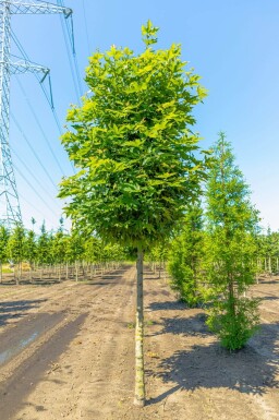 Platanus orientalis 'Minaret' haute-tige 10/12
