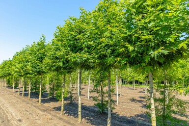 Platanus orientalis 'Minaret' haute-tige 10/12