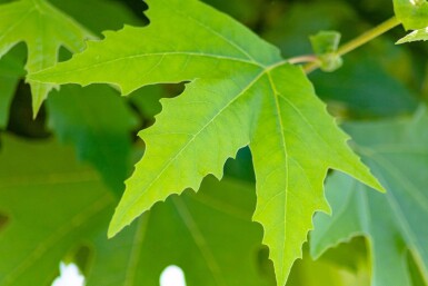 Platanus orientalis 'Minaret' haute-tige 10/12