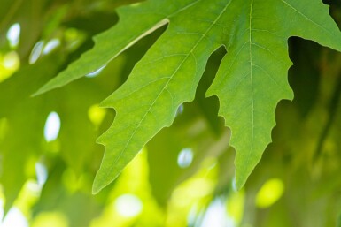Platanus orientalis 'Minaret' haute-tige 10/12