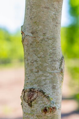 Platanus orientalis 'Minaret' haute-tige 10/12