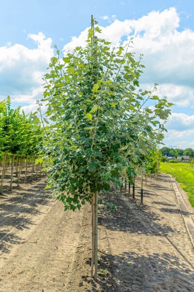 Populus alba haute-tige 14/16