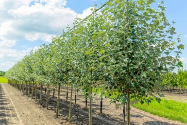 Populus alba haute-tige 14/16