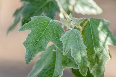 Populus alba haute-tige 14/16