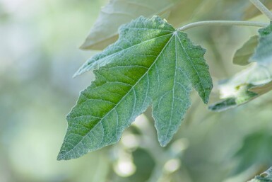 Populus alba haute-tige 14/16