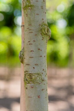 Populus alba haute-tige 14/16