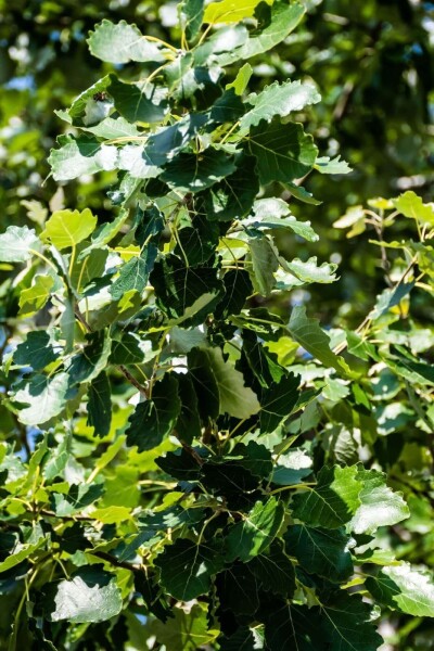 Populus canescens haute-tige 14/16