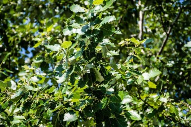 Populus canescens haute-tige 14/16