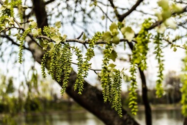 Populus canescens haute-tige 14/16